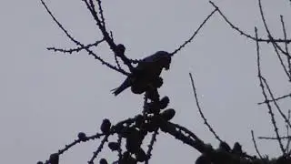 Scottish Crossbill Loxia scotica