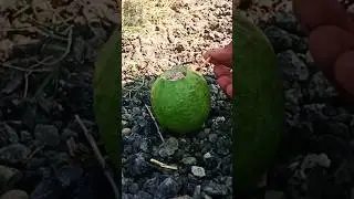Amrood/Guava vs Sutli bomb #2023 @experimentandfun143