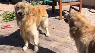 Golden retriever team spirit | Ball in blue pool