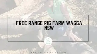 Free range pig farm Wagga NSW