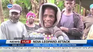 Fears in Ndia, Kirinyaga as suspected leopard invade village , residents urge KWS to intervine