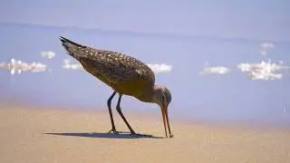 Hudsonian Godwit (4K UHD)