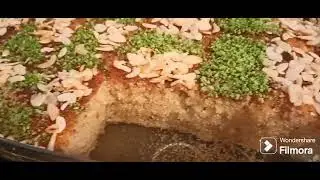 بسبوسة بأسهل طريقة مشربة للقلب مضمونة وتحمر الوجه