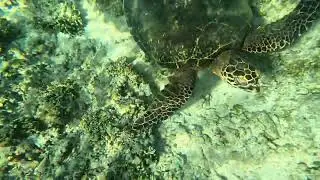 Gili Air Turtle Beach