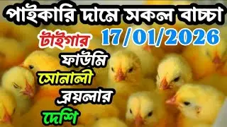 সকল মুরগির বাচ্চার দাম বেড়ে গেল | আজকের মুরগির বাচ্চার দাম | মুরগির বাচ্চার দাম | Murgir baccar dam