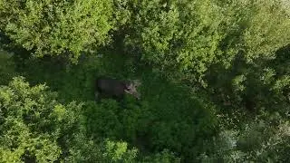 Moose spotting with a drone.