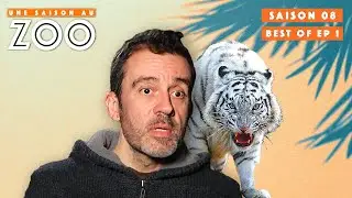 BEST OF Ep1: Anesth&eacute;sie Stressante au Tigre Blanc! | S08EP03 | &Eacute;mission | Une Saison Au Zoo