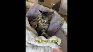 @komikvdeo @aşk @ k&ouml;mik @kedi @sevgi