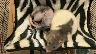 Raisin the rat being a little turd + her sister Popcorn having a savior complex!