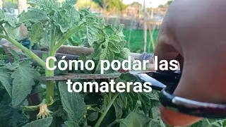 C&oacute;mo podar las tomateras