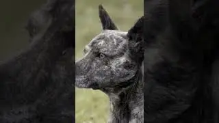 THE HIDDEN POWER DOGS USE TO DETECT NATURAL DISASTERS😱🔥 #canecorso #dogtraining #puppy