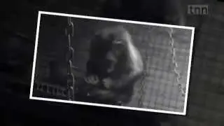 Зелёная мартышка / chlorocebus
