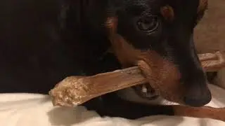 Miniature Pinscher &ldquo;OAK&rdquo; Angry (funny & cute)
