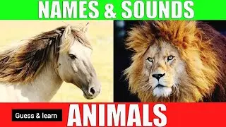 Animal Sounds for Children |20 Amazing Animals|Preschool Learning