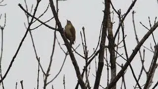 Der Grauspecht grey headed woodpecker