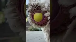 big Emu laying egg #shorts #viral #shortsvideo #egg #big