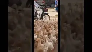 Duck army edit