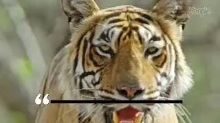 Animal Handler Who Worked with Tiger King Star Joe Exotic Killed in Tiger Attack #entertainment