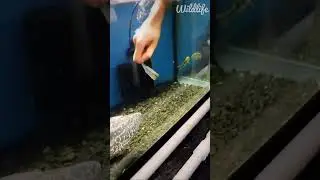 Big size lung fish bite #aquaticpets #pets #fish #wildlife #nature #lungfish #fishbites