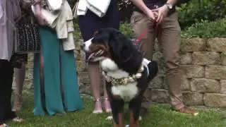 Ray + Eliza - Wedding Video Highlight