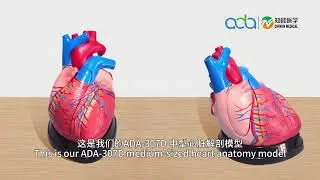 ADA-307D   Middle Heart Model