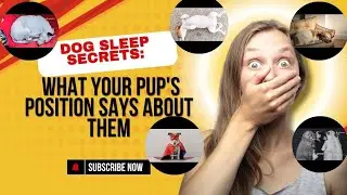 Dog Sleep Secrets: What Your Pup's Position Says About Them. 