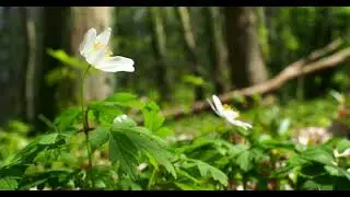 Wood anemone in the forest with birds songs - Szczecin Poland