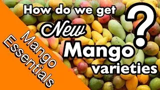 Mango Essentials | How are NEW mango varieties created?