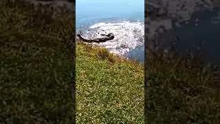 Briga de Jacar&eacute;-papo-amarelo | Broad Snouted Caiman fight #caiman #alligator #fight #jacar&eacute;