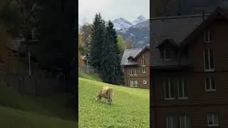 Breathtaking Swiss Mountain Views | Nature at Its Finest 🇨🇭
