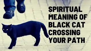 |Spiritual Meaning Of Black Cat Crossing Your Path|, 