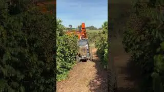 Colheita safra caf&eacute; 2025!! #agro #cafe #valtra #jacto #colheitadeira