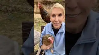 We have a SPECIAL breed of chickens! 🐓😂 #petchickens #raisingchickens  #velcro