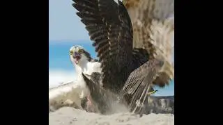Peregrine Falcon Vs. Osprey #shorts #peregrinefalcon #osprey