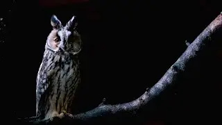 Long-eared Owl with sound #owl