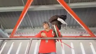 Benfica Eagle Flying