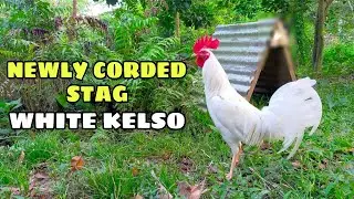 Newly Corded Stag WHITE KELSO || BALERIANS GAMEYARD