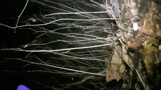 The blair antler project