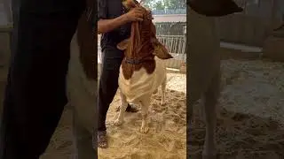Biggest Boer breeder in Pakistan