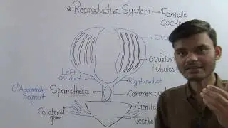 Cockroach - Female Reproductive System