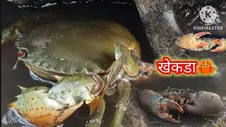 मेंगी(मावा,लोदी,पाव)भरपूर दिवसांनी गेलो खाडीत | चिंबोरी खनाला | Chimbora | viralvideo |मी अलिबाग कर