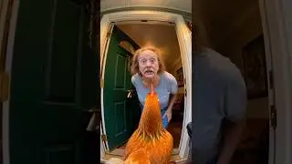 Chicken vs Grandma feat Front Door Camera #fail #ai #funny #chicken #animals #funnyanimals #lol
