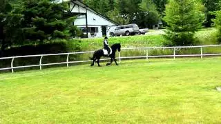 Dutch Friesian Stallion, Jeljer