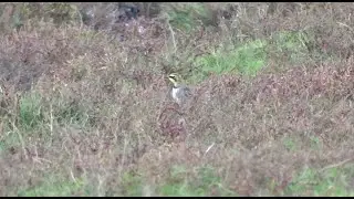 Shore lark (Horned lark) - Strandleeuwerik