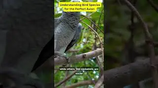 Feathered Companions Understanding Bird Species for the Perfect Avian Companion!