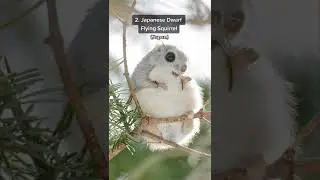 3 Exotic Squirrels 🐿️😲 WOW these are REAL animals??? #shorts