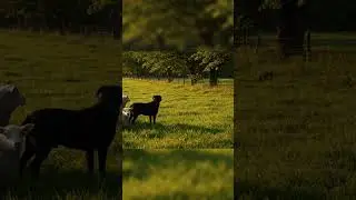 Real Wolf vs Dog Fight | Survival on the Farm