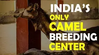 India's Only Camel Research & Breeding Center - Bikaner | Rajasthan