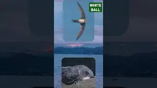 Alpine Swift bird can fly for more than 200 days 🐦🐦#trending #motivational