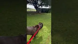 CANE CORSO WAITS WHILE MOM FEEDS THE STARYS… 👏🥹 #canecorso #trending #cat #shorts